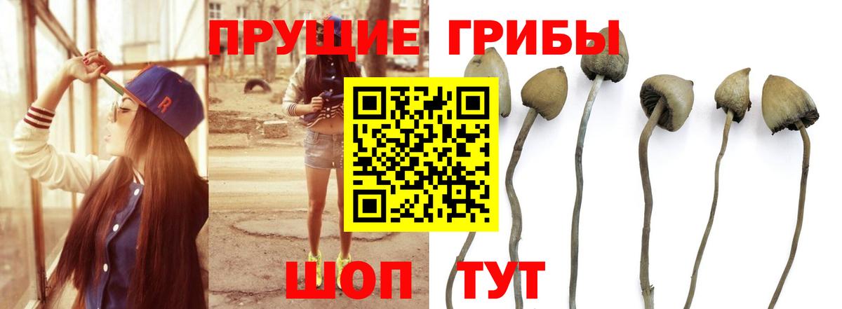 Псилоцибиновые грибы прущие грибы Великий Устюг